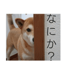 柴犬さくらの のんびりスタンプ。（個別スタンプ：14）