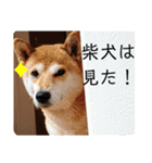 柴犬さくらの のんびりスタンプ。（個別スタンプ：15）