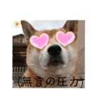柴犬さくらの のんびりスタンプ。（個別スタンプ：16）