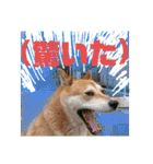 柴犬さくらの のんびりスタンプ。（個別スタンプ：17）