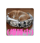 柴犬さくらの のんびりスタンプ。（個別スタンプ：18）