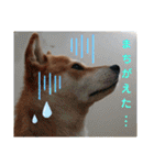 柴犬さくらの のんびりスタンプ。（個別スタンプ：19）