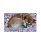 柴犬さくらの のんびりスタンプ。（個別スタンプ：20）