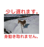 柴犬さくらの のんびりスタンプ。（個別スタンプ：21）