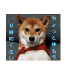 柴犬さくらの のんびりスタンプ。（個別スタンプ：22）