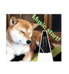 柴犬さくらの のんびりスタンプ。（個別スタンプ：23）