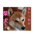 柴犬さくらの のんびりスタンプ。（個別スタンプ：24）