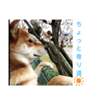 柴犬さくらの のんびりスタンプ。（個別スタンプ：27）