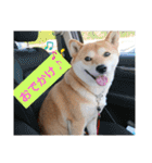 柴犬さくらの のんびりスタンプ。（個別スタンプ：29）