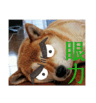 柴犬さくらの のんびりスタンプ。（個別スタンプ：30）