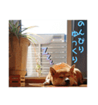 柴犬さくらの のんびりスタンプ。（個別スタンプ：31）
