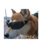 柴犬さくらの のんびりスタンプ。（個別スタンプ：32）