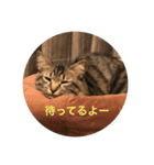にゃんこvi vi（個別スタンプ：8）