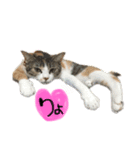 愛猫めい（個別スタンプ：1）