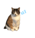 愛猫めい（個別スタンプ：2）