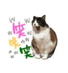愛猫めい（個別スタンプ：3）