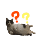 愛猫めい（個別スタンプ：5）