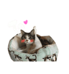 愛猫めい（個別スタンプ：6）