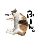 愛猫めい（個別スタンプ：7）