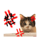 愛猫めい（個別スタンプ：8）