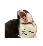ちまきときどききなこ（個別スタンプ：3）