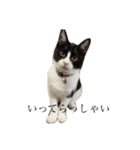 ちまきときどききなこ（個別スタンプ：4）
