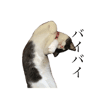 ちまきときどききなこ（個別スタンプ：6）
