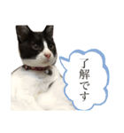 ちまきときどききなこ（個別スタンプ：13）