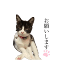 ちまきときどききなこ（個別スタンプ：15）