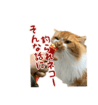 マンチカンのひのき1（個別スタンプ：9）