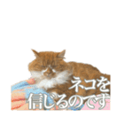 マンチカンのひのき1（個別スタンプ：10）