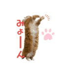 マンチカンのひのき1（個別スタンプ：11）