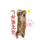 マンチカンのひのき1（個別スタンプ：12）