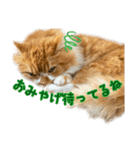 マンチカンのひのき1（個別スタンプ：13）