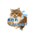 マンチカンのひのき1（個別スタンプ：14）