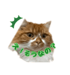 マンチカンのひのき1（個別スタンプ：15）