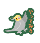 オカメインコパック（個別スタンプ：12）