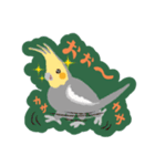 オカメインコパック（個別スタンプ：25）