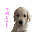 ゆるゆるゴールデンレトリバー（個別スタンプ：1）