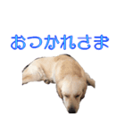 ゆるゆるゴールデンレトリバー（個別スタンプ：6）