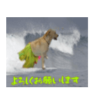 ラブラドール バニラとアビバ（個別スタンプ：6）