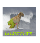 ラブラドール バニラとアビバ（個別スタンプ：7）