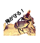 Beetle＆Stag beetle pt.2（個別スタンプ：2）
