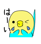 かわいいセキセイインコのシーちゃん 2（個別スタンプ：9）