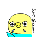 かわいいセキセイインコのシーちゃん 2（個別スタンプ：16）