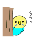 かわいいセキセイインコのシーちゃん 2（個別スタンプ：24）