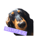ダックスのゆきみ（個別スタンプ：3）