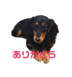 ダックスのゆきみ（個別スタンプ：6）