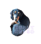 ダックスのゆきみ（個別スタンプ：10）