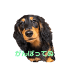 ダックスのゆきみ（個別スタンプ：12）